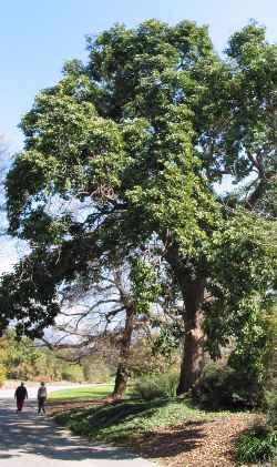 Bishopwood, Javawood, Toog(Bischofia javanica)